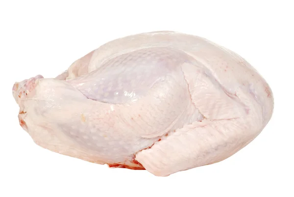 Isolated turkey — Stock Photo, Image