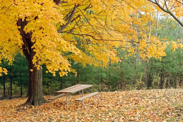 아름 다운 노란 단풍 나무 밑 피크닉 테이블 — 스톡 사진