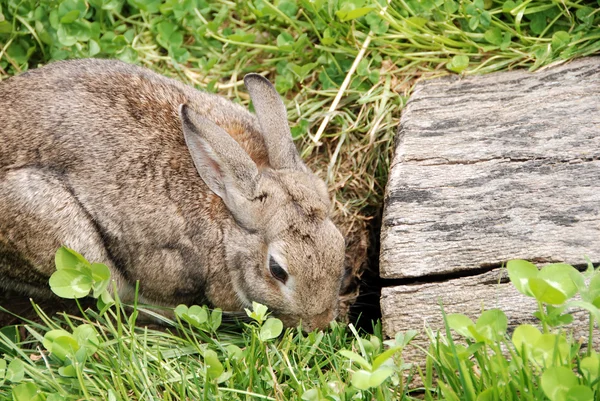 Rabbit with clovers — Stock Photo, Image