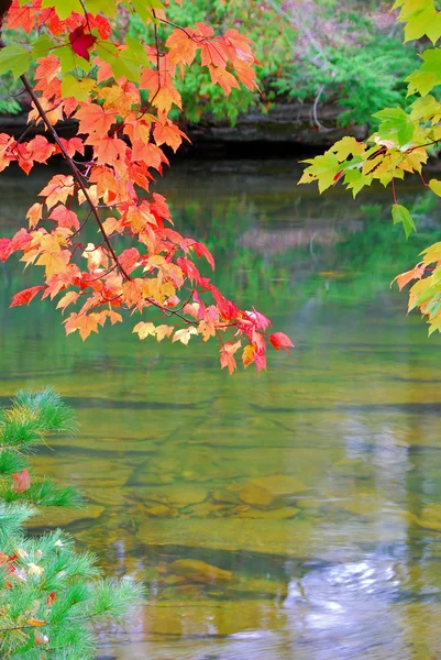 Red Leaves over river — Stock Photo, Image