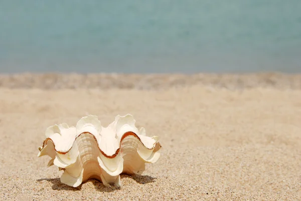 Concha en la playa — Foto de Stock