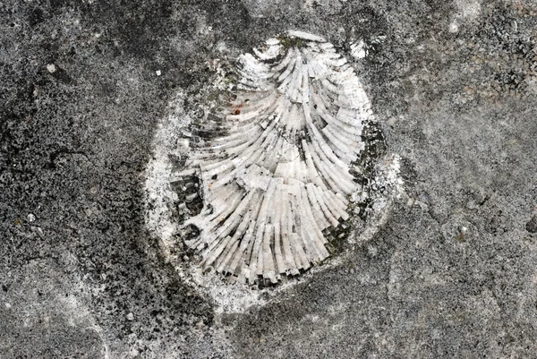 Fóssil de casca — Fotografia de Stock
