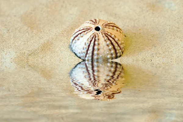 Cáscara redonda en arena con agua — Foto de Stock