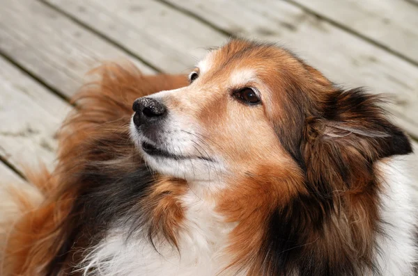 Sheltie dog portrait — Stock Photo, Image