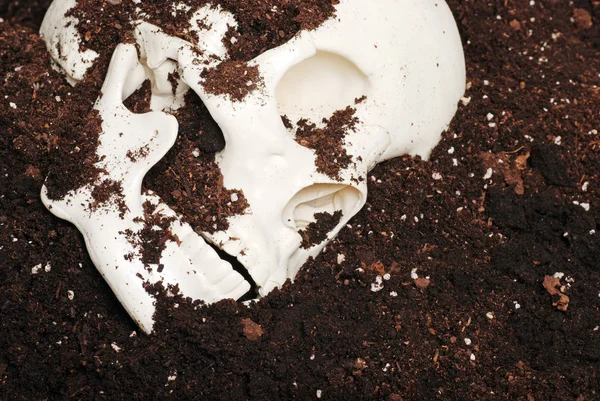 Скелет черепа в грязи — стоковое фото
