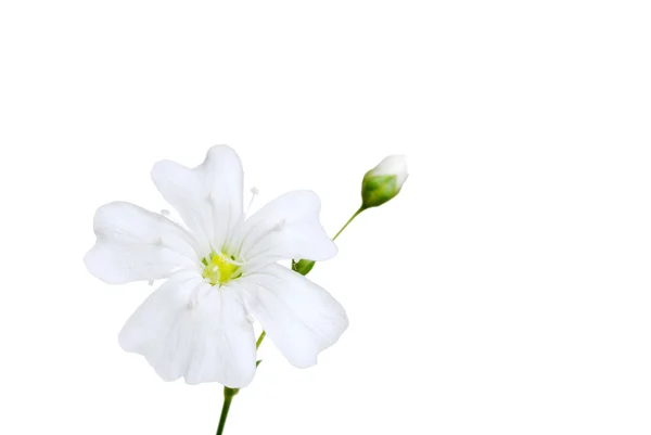 Λευκό λουλούδι με οφθαλμός — Φωτογραφία Αρχείου