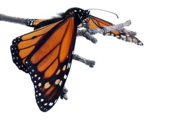 Monarcha motyl ze skrzydłami w dół — Zdjęcie stockowe