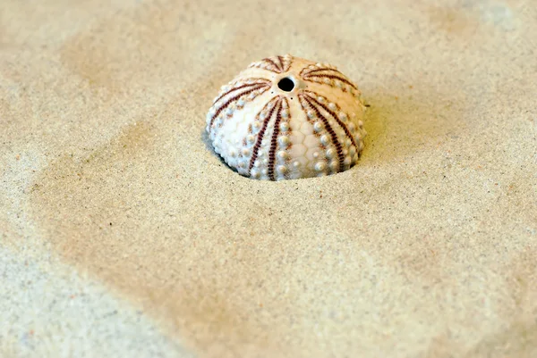 stock image Round shell in sand