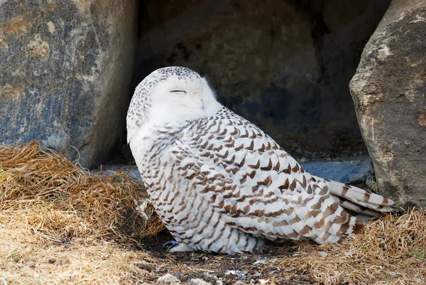 Stock image Snowy owl sleeping