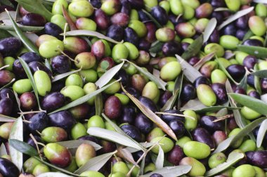 Olive harvest clipart