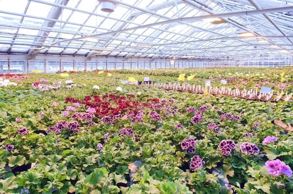Greenhouse — Stock Photo, Image