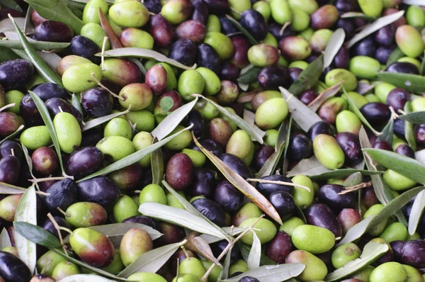 Sklizně oliv — Stock fotografie