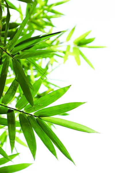 Hojas de bambú verde Imagen de archivo