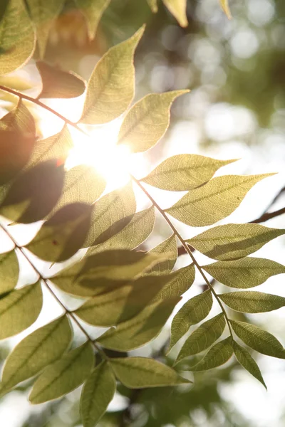 Теплый солнечный свет с зеленым листом — стоковое фото