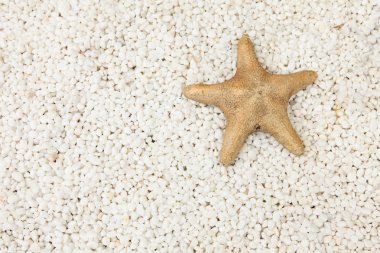 Deniz yıldızı beyaz taş zemin üzerine
