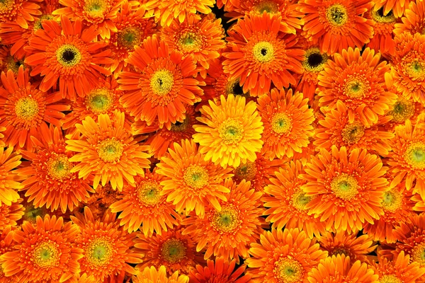 Linda de laranja crisântemo flores fundo — Fotografia de Stock