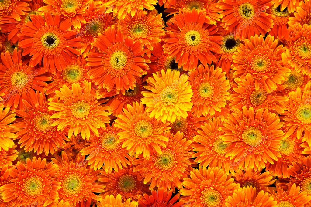 Beautiful of Orange chrysanthemum flowers background — Stock Photo