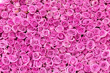 Beautiful pink rose background