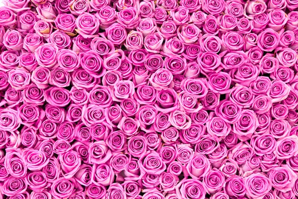 Vacker rosa ros bakgrund Royaltyfria Stockfoton