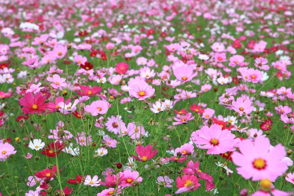 stock image Beautiful flowers cosmos