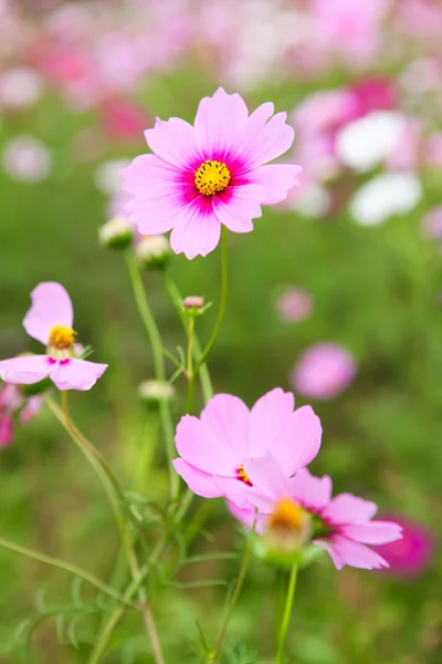 Kozmosz virágok szabadtéri parkban — Stock Fotó