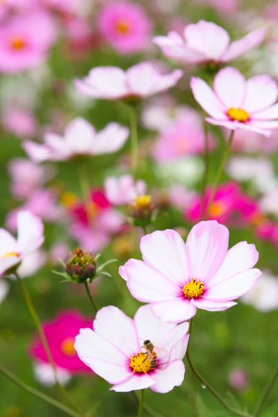 Kozmosz virágok szabadtéri parkban — Stock Fotó