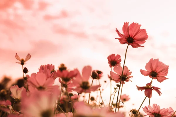 아름 다운 꽃 코스모스 스톡 사진