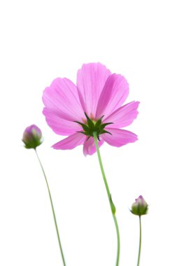 Cosmos flower on white background clipart