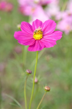 Cosmos çiçek