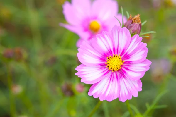 Cosmos coloridos flor closeup — Fotografia de Stock
