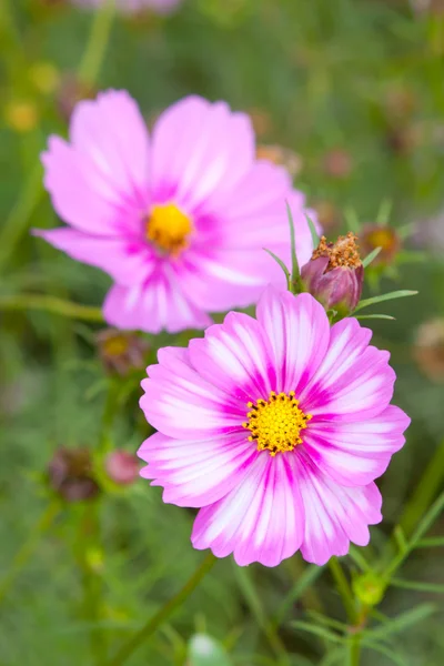Kosmos květiny closeup — Stock fotografie
