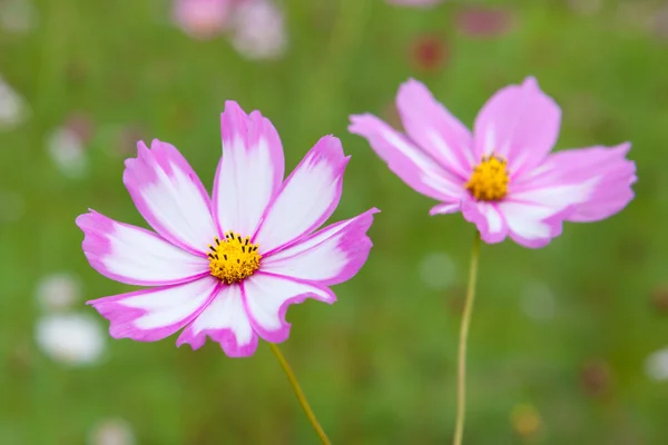 Kozmosz virág Polárszűrő — Stock Fotó