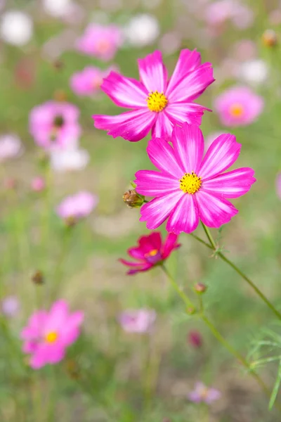 Kozmosz virág — Stock Fotó