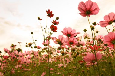 Cosmos flowers in sunset clipart