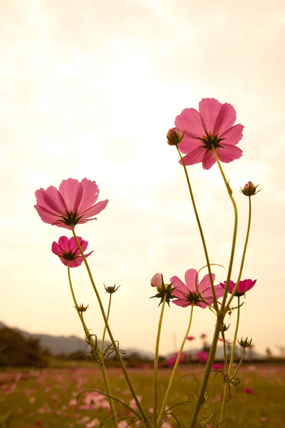 Kosmos blommor i solnedgången — Stockfoto