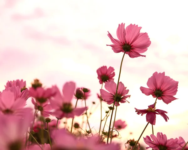 Казачьи цветы на закате Стоковое Фото
