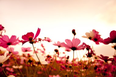 Cosmos flowers in sunset clipart