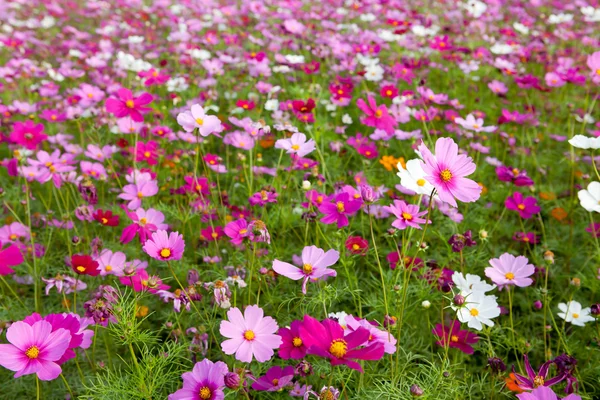 stock image Cosmos flowers