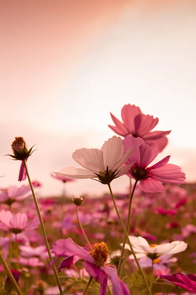 Cosmos flowers in sunset Stock Photo