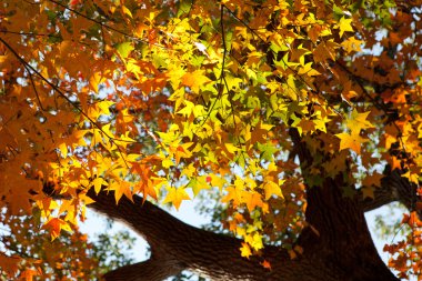 Autumn maple leaf with sunshine clipart