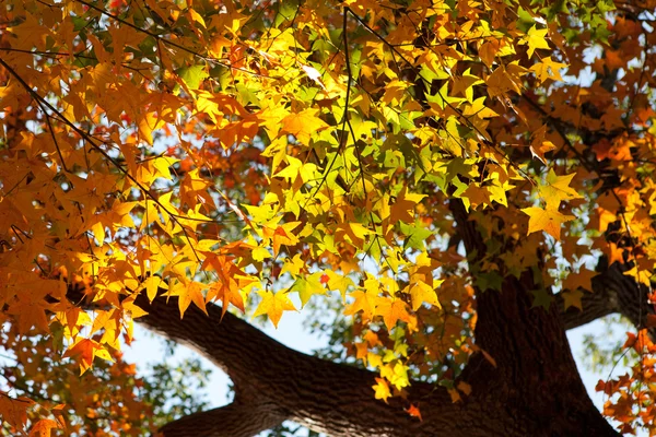 Autumn maple leaf with sunshine — Stock Photo, Image