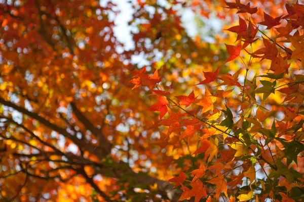 Autumn maple leaf with sunshine — Stock Photo, Image