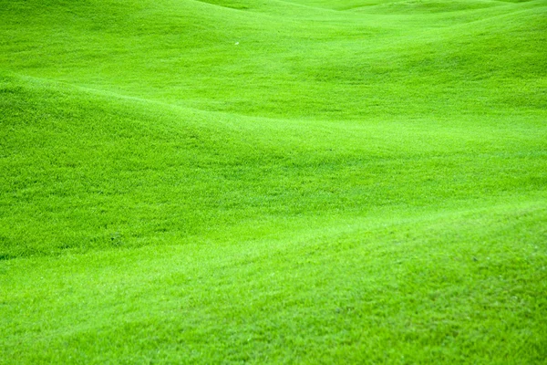 Grüne Weiden 2 — Stockfoto