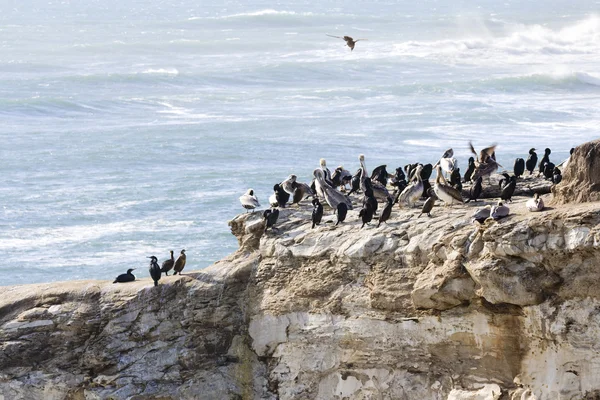 Birds on the rock — Stock Photo, Image