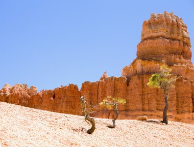 ağaçlar bryce Canyon