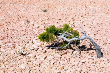Lone Tree in Bryce Canyon clipart