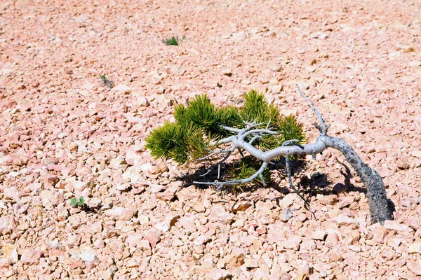 Одинокое дерево в Брайс-Каньоне — стоковое фото
