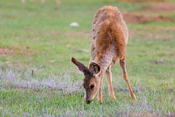 Cervos de mula — Fotografia de Stock