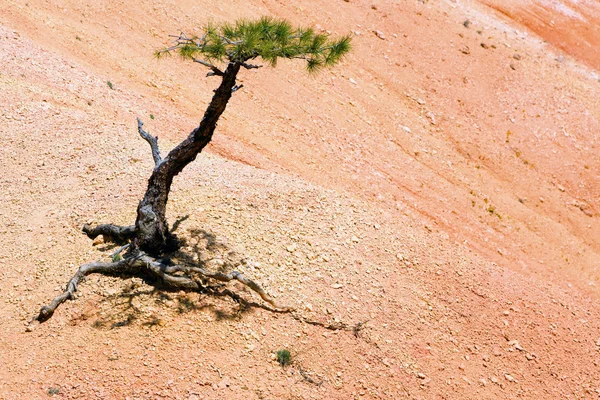 Samotny drzewo w bryce canyon — Zdjęcie stockowe