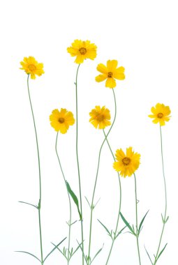 Yellow Daisies clipart